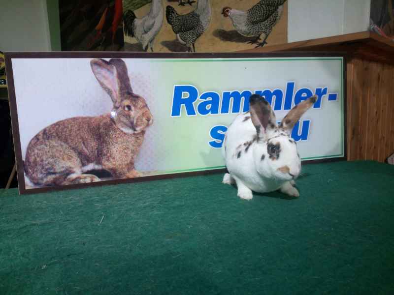 Kreisrammlerschau Dalmatiner Rex Kaninchen vor Schild